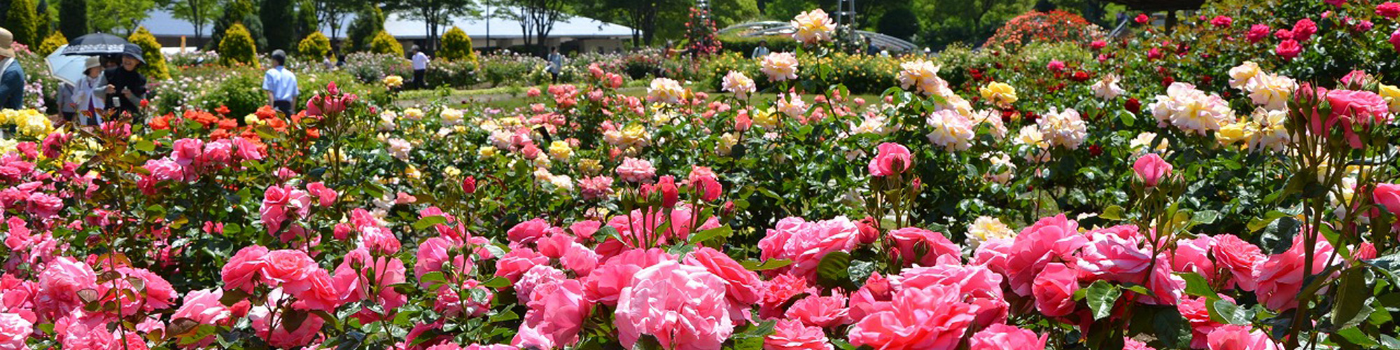 花フェスタ記念公園