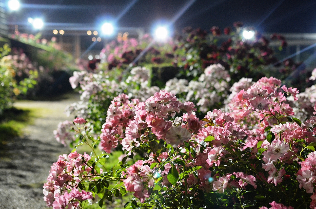 花フェスタ★フェアリーローズナイト＆ナイトカーニバル